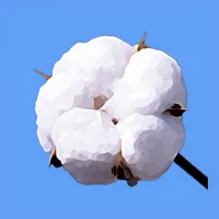 Merry Cotton Farming